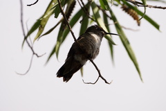 Archilochus colubris
