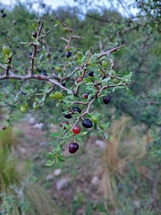 Condalia microphylla
