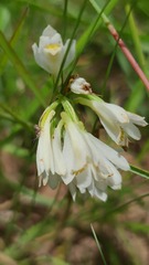 Eulophia leontoglossa
