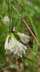 Eulophia leontoglossa