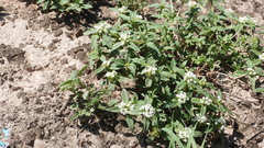 Spermacoce densiflora