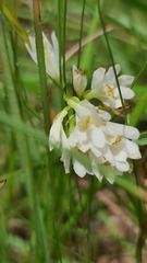 Eulophia leontoglossa