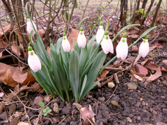 Galanthus elwesii