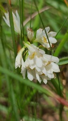 Eulophia leontoglossa