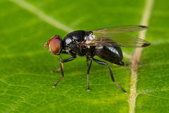 Seioptera vibrans
