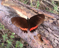 Biblis aganisa