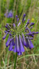 Agapanthus inapertus