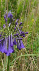Agapanthus inapertus