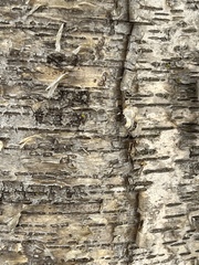 Betula alleghaniensis