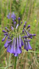 Agapanthus inapertus