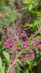 Pseudarthria hookeri