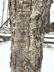 Betula alleghaniensis