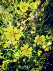 Potentilla recta