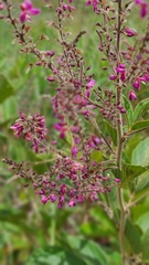 Pseudarthria hookeri