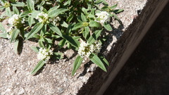 Spermacoce densiflora