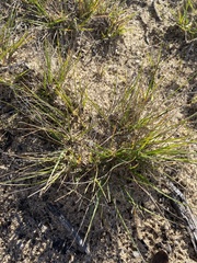 Melica imperfecta