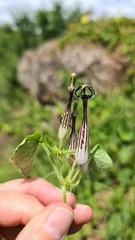 Ceropegia meyeri