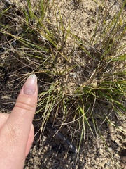 Melica imperfecta