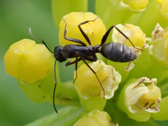 Camponotus feae