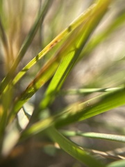 Melica imperfecta