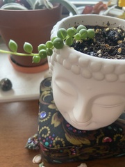 Curio rowleyanus