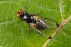 Seioptera vibrans
