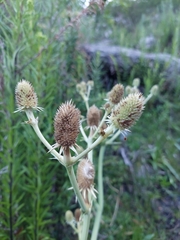 Eryngium elegans