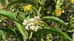 Solanum argentinum