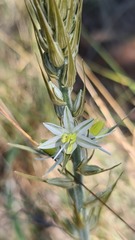 Chlorophytum