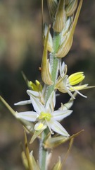Chlorophytum