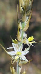 Chlorophytum