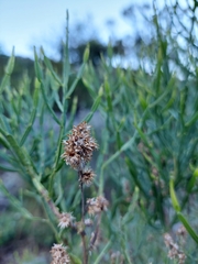Baccharis articulata