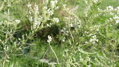 Diadasia