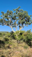Albizia tanganyicensis
