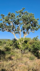 Albizia tanganyicensis