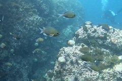 Chromis