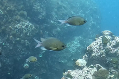 Chromis