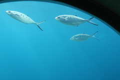 Trachinotus ovatus