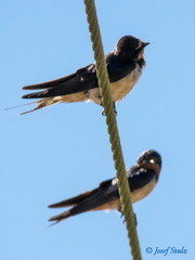 Petrochelidon pyrrhonota