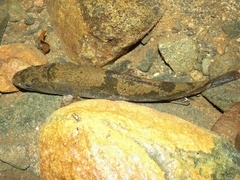 Gobiomorus
