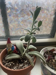 Kalanchoe tomentosa