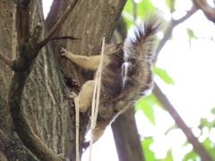 Sciurus variegatoides helveolus