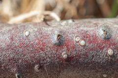 Cryptosporella betulae