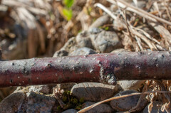 Cryptosporella betulae