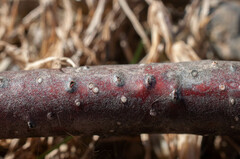 Cryptosporella betulae