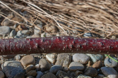 Cryptosporella betulae