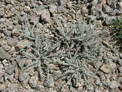 Carduus carlinoides