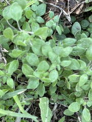 Parietaria pensylvanica
