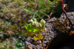 Melampsora helioscopiae