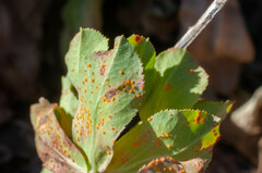 Melampsora helioscopiae